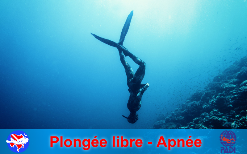 Plongée libre - Apnée